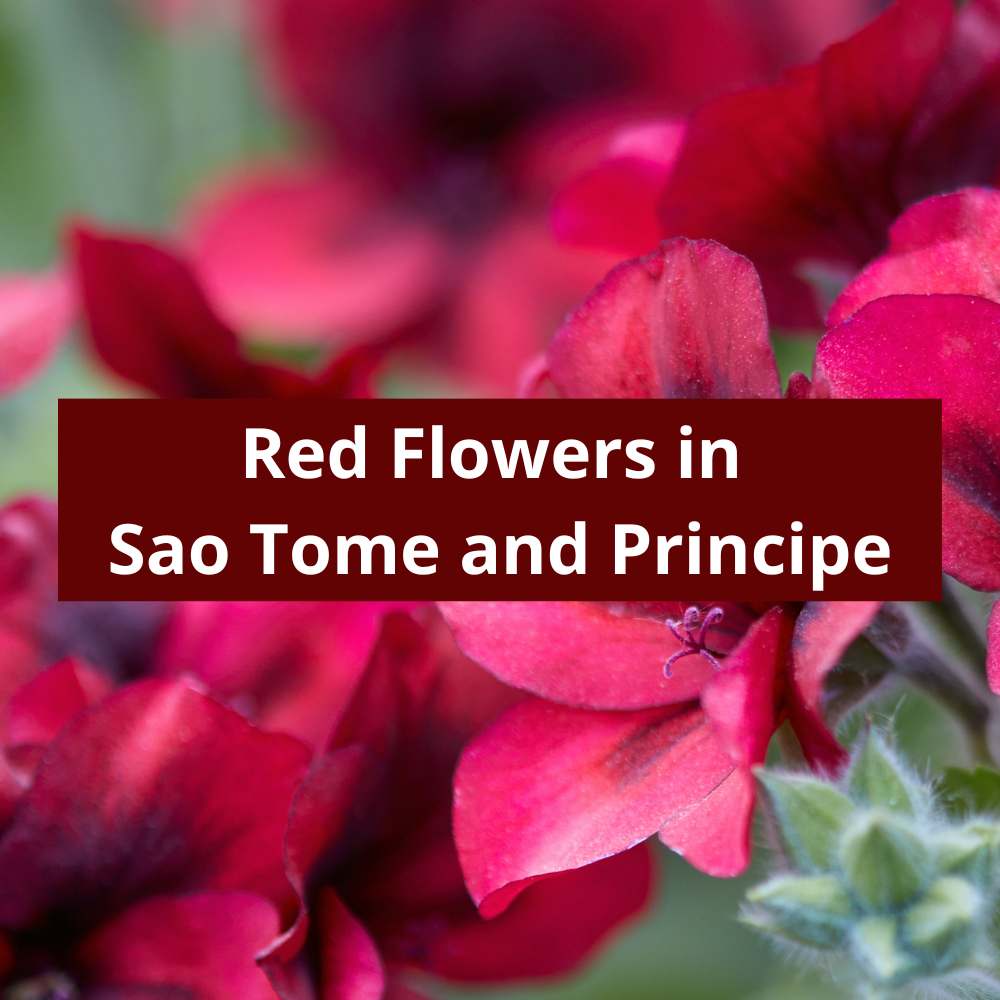 Red-Flowers-in-Sao-Tome-and-Principe
