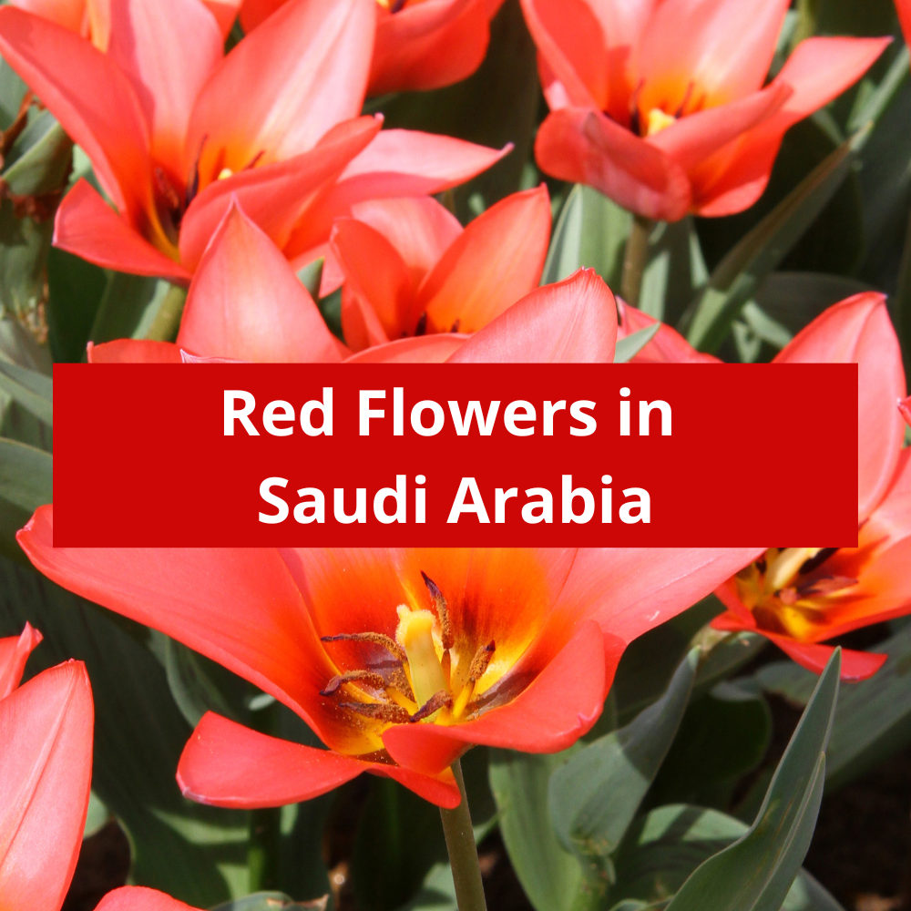 Red-Flowers-in-Saudi-Arabia
