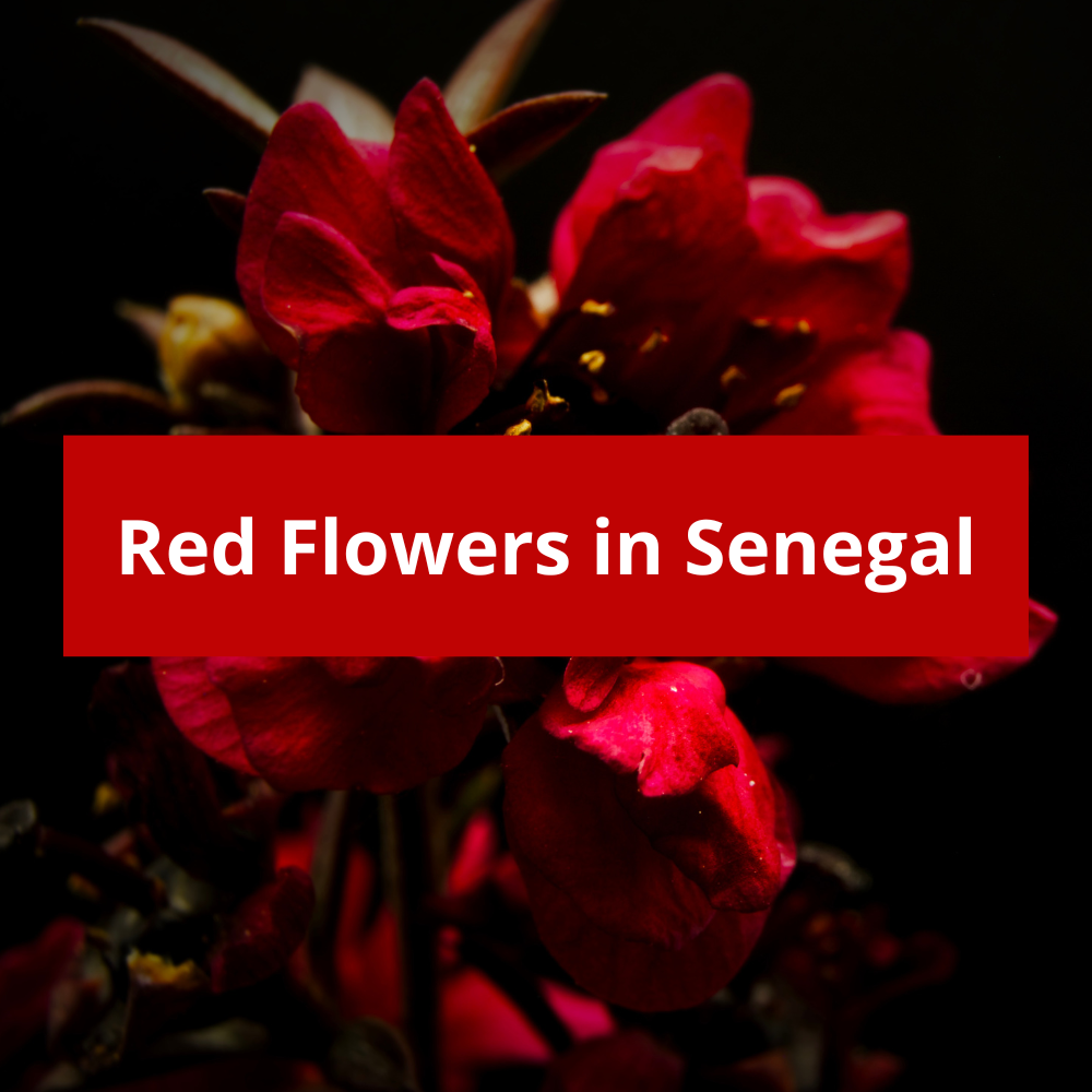 Red-Flowers-in-Senegal