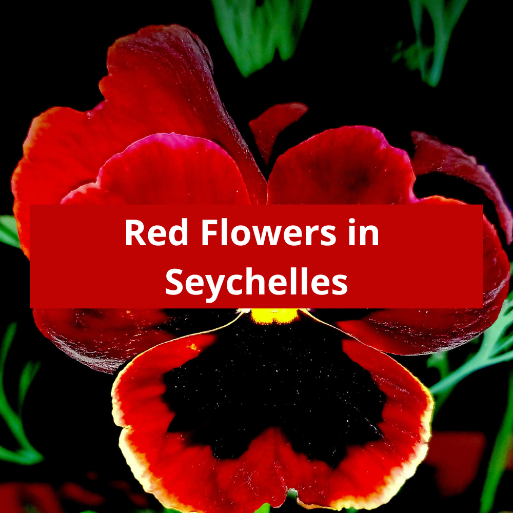 Red-Flowers-in-Seychelles