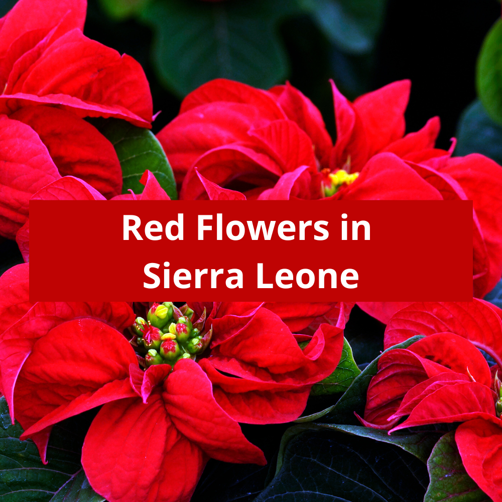 Red-Flowers-in-Sierra-Leone