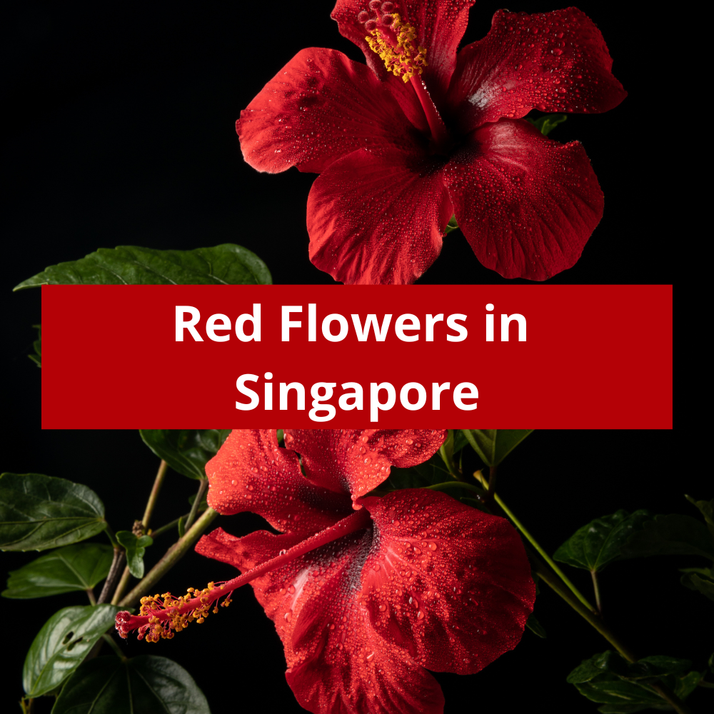 Red-Flowers-in-Singapore