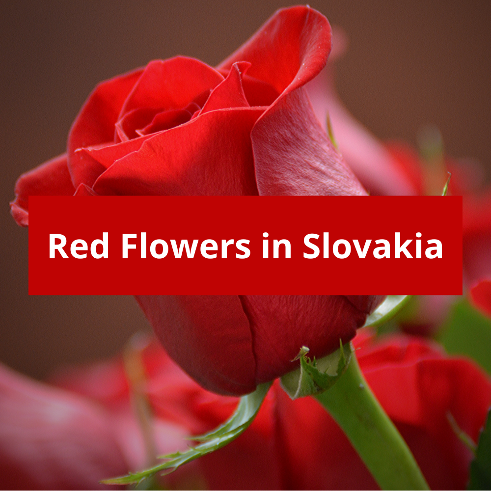 Red-Flowers-in-Slovakia