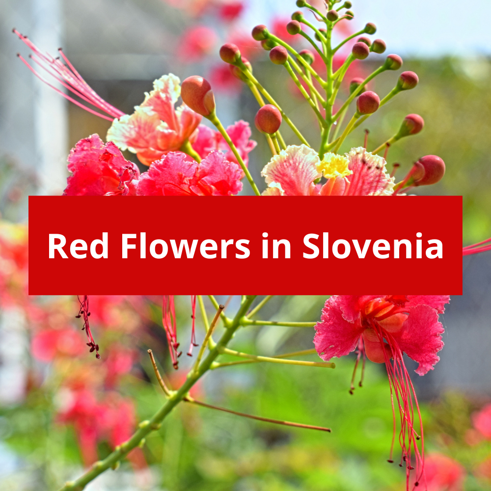 Red-Flowers-in-Slovenia
