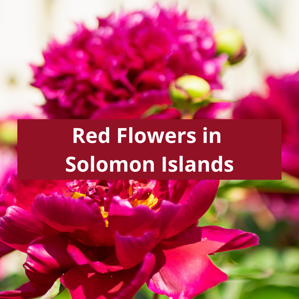 Red-Flowers-in-Solomon-Islands