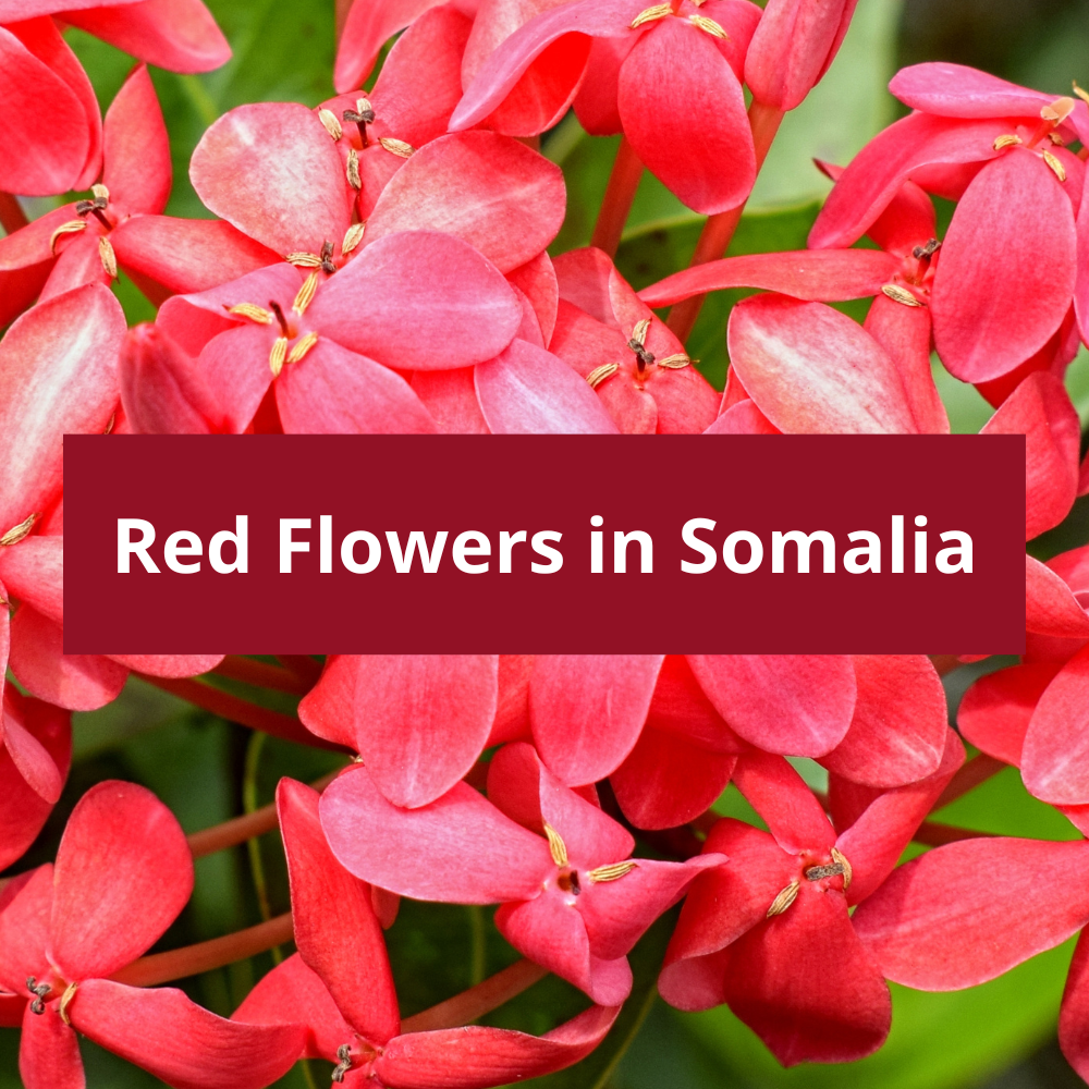 Red-Flowers-in-Somalia