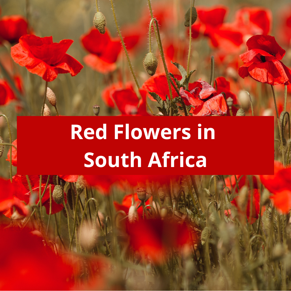 Red-Flowers-in-South-Africa