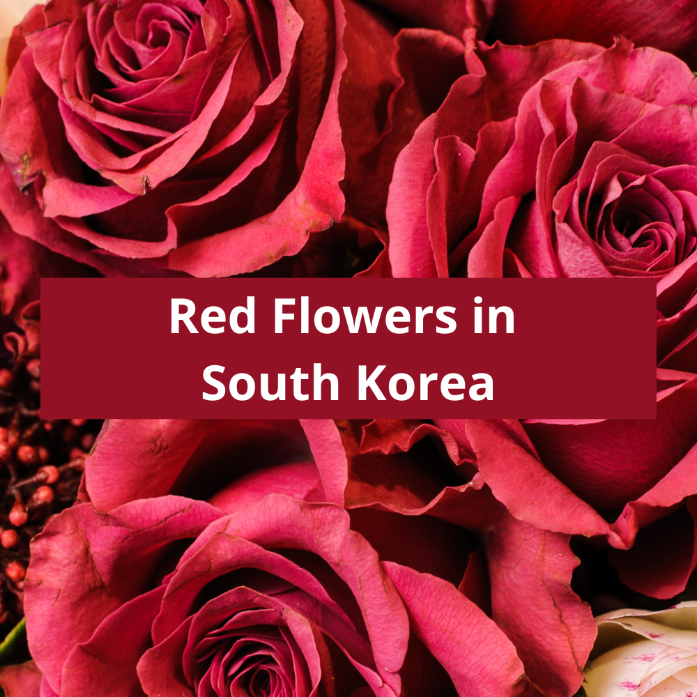 Red-Flowers-in-South-Korea