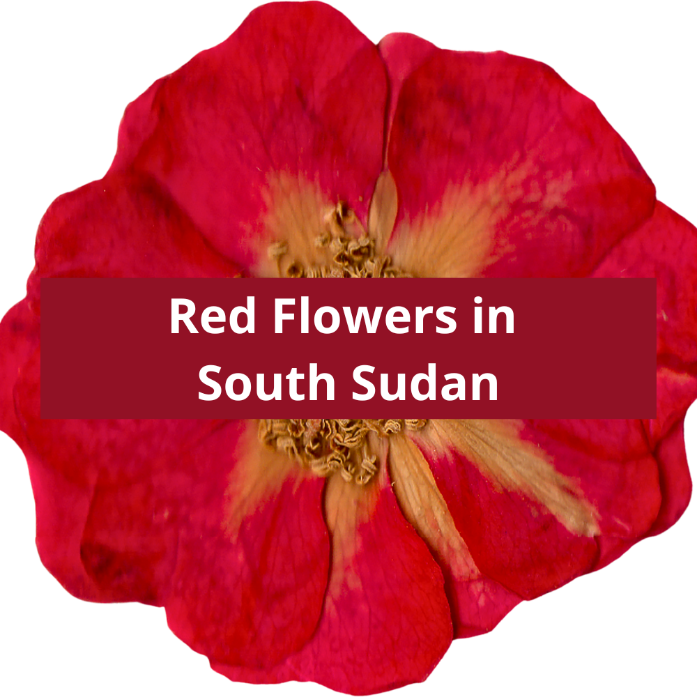 Red-Flowers-in-South-Sudan