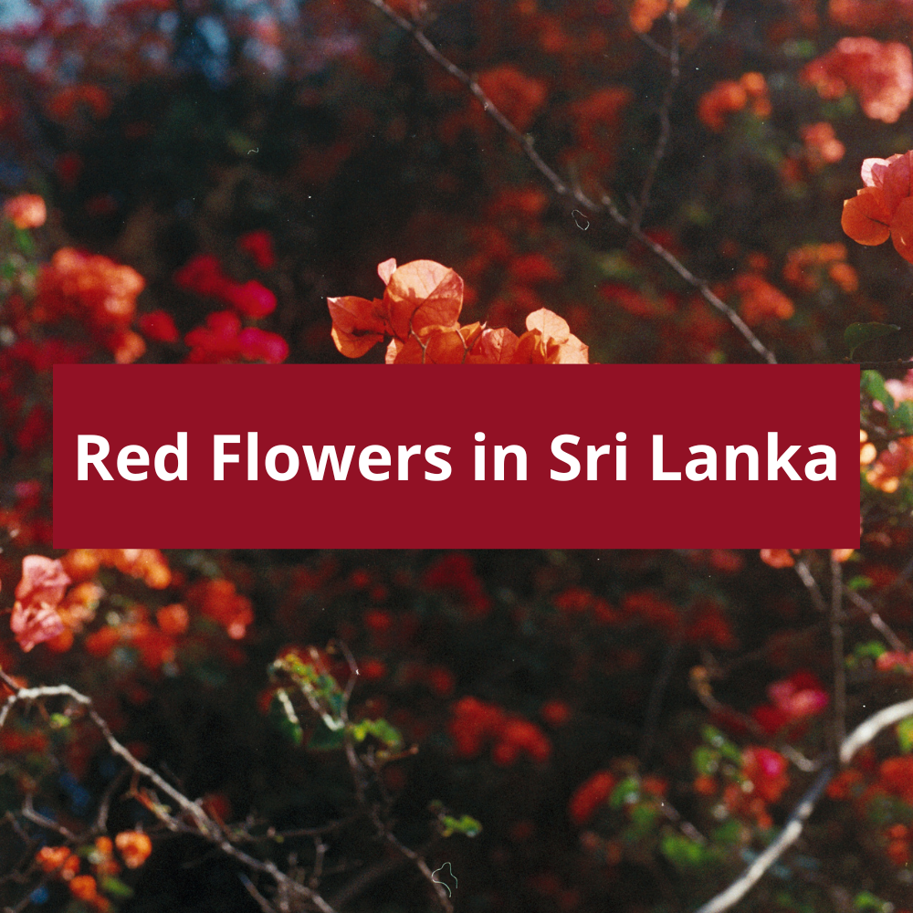Red-Flowers-in-Sri-Lanka