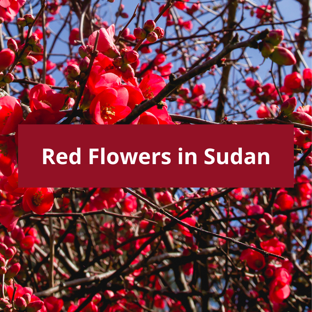 Red-Flowers-in-Sudan