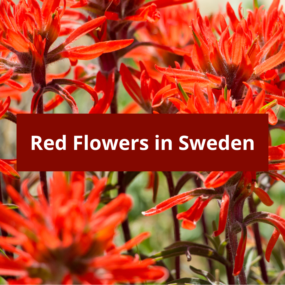 Red-Flowers-in-Sweden