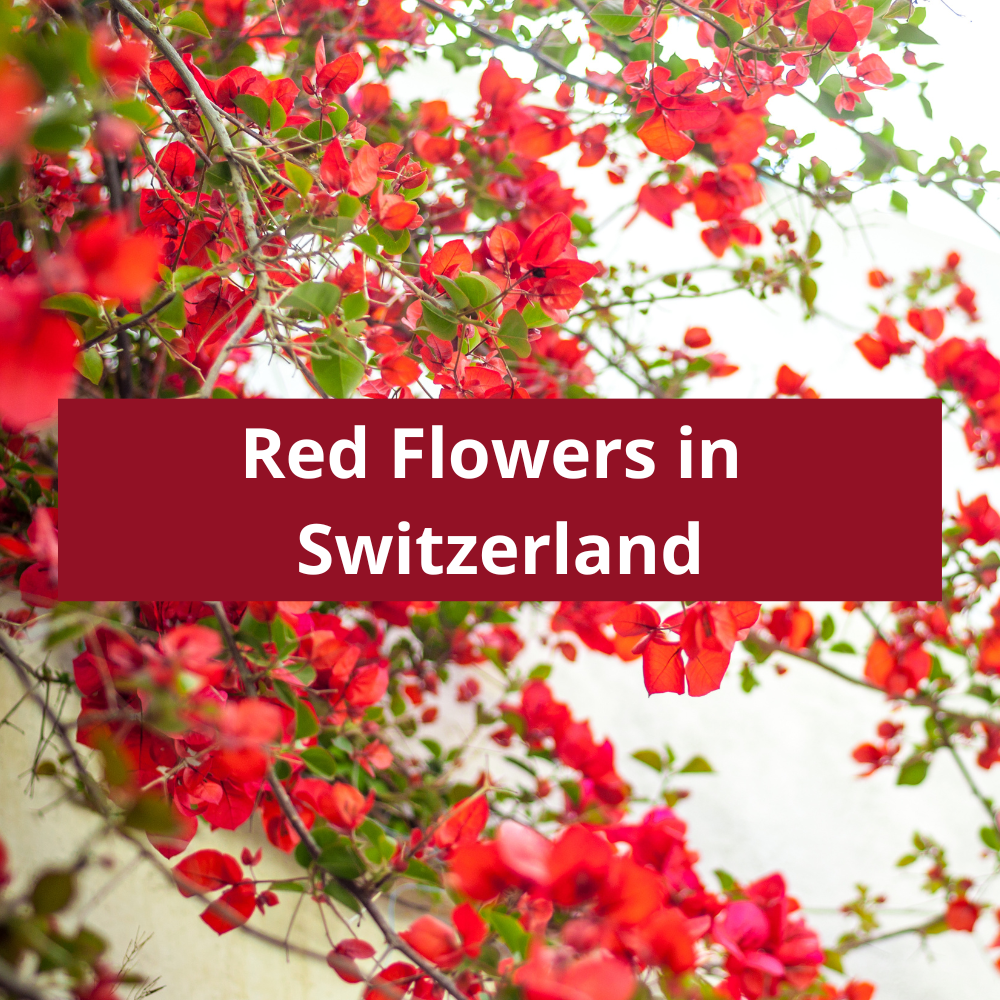 Red-Flowers-in-Switzerland