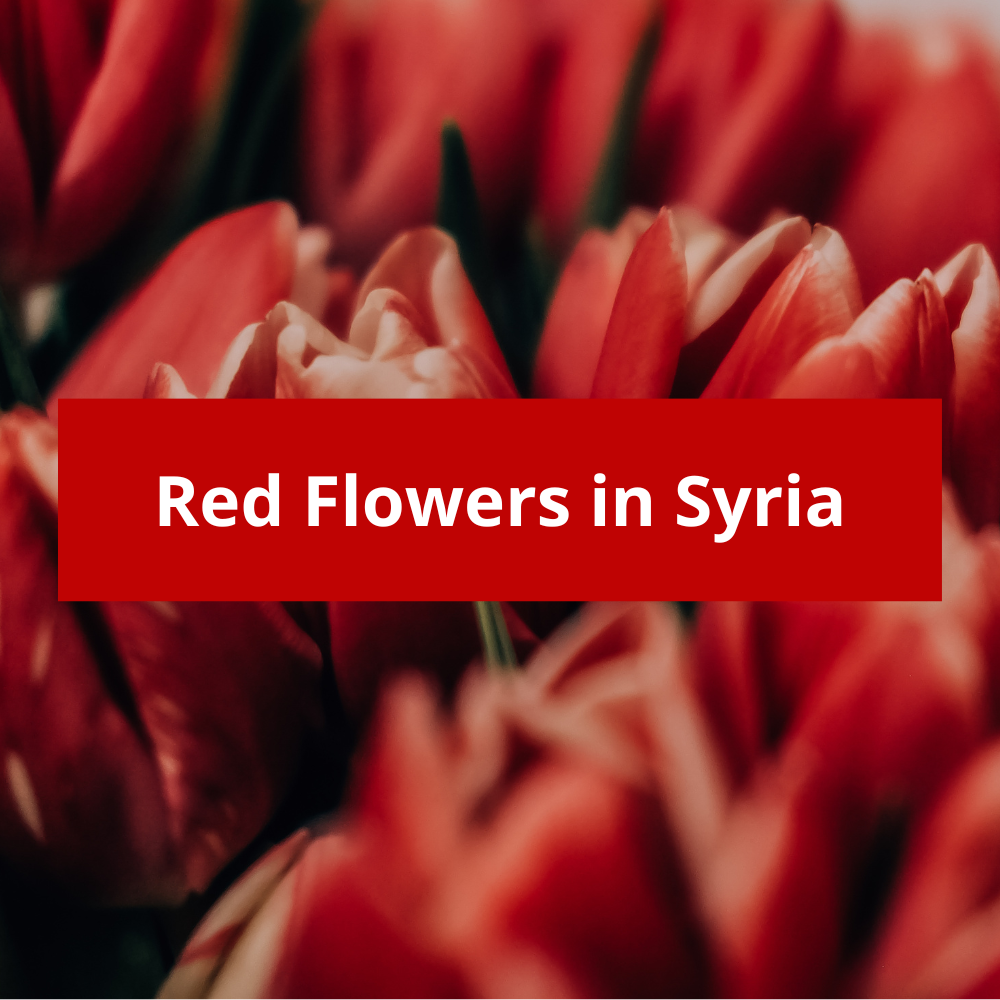 Red-Flowers-in-Syria