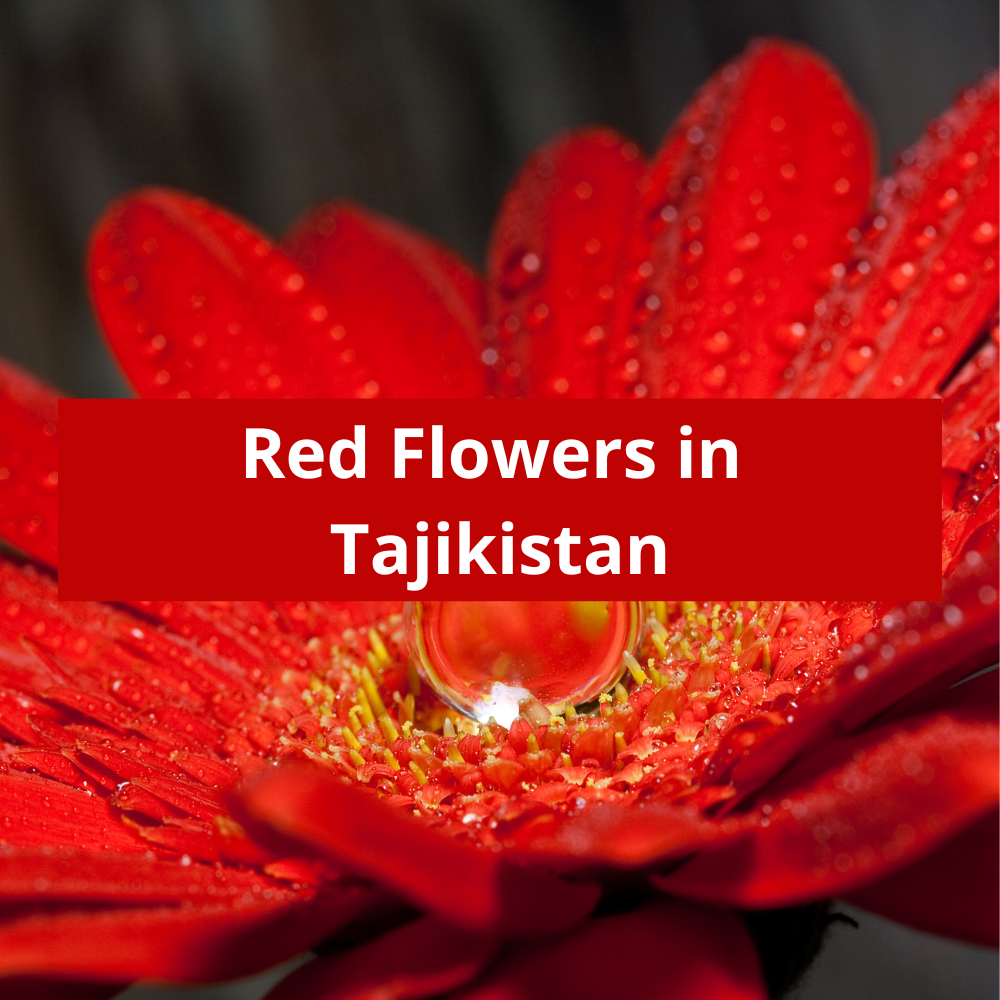 Red-Flowers-in-Tajikistan
