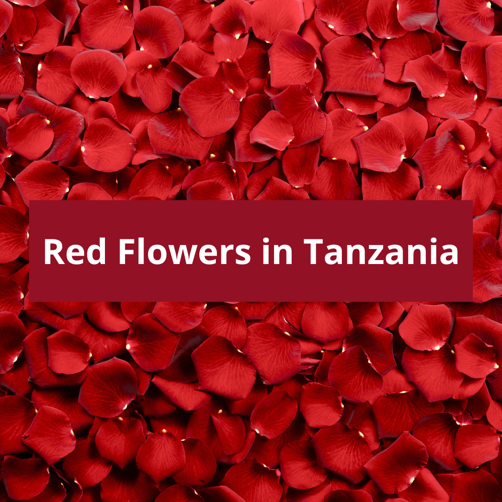 Red-Flowers-in-Tanzania
