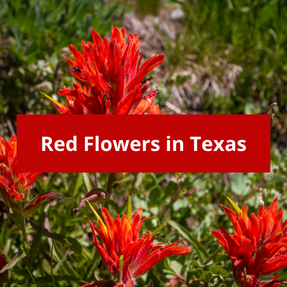 Red-Flowers-in-Texas