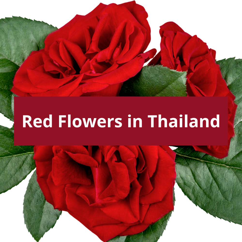 Red-Flowers-in-Thailand