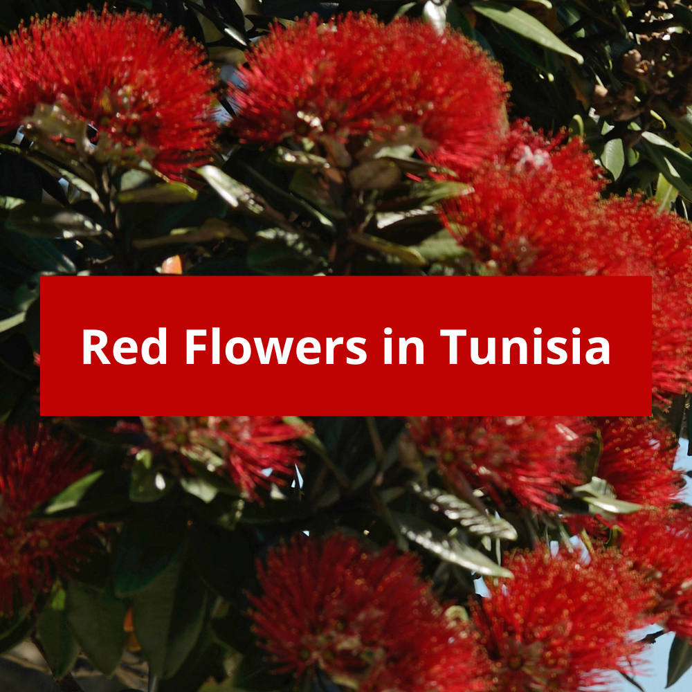 Red-Flowers-in-Tunisia