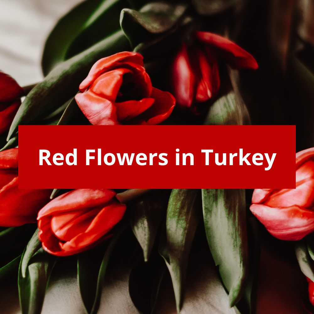 Red-Flowers-in-Turkey