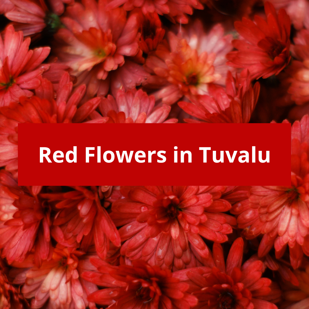 Red-Flowers-in-Tuvalu