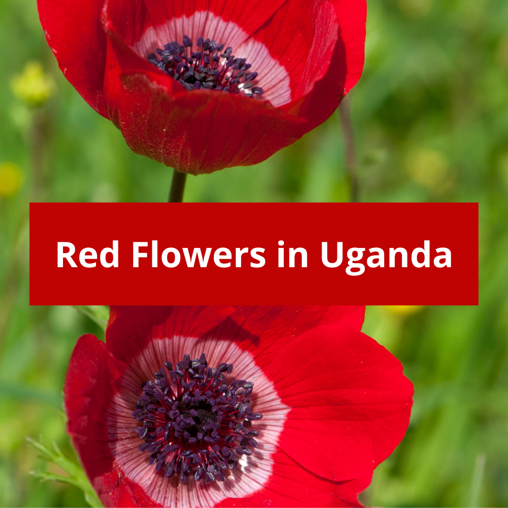 Red-Flowers-in-Uganda