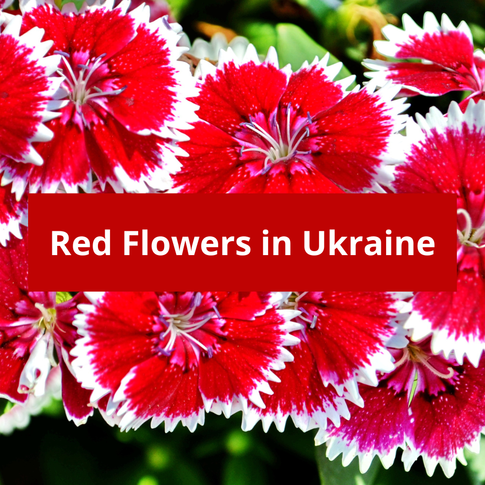Red-Flowers-in-Ukraine