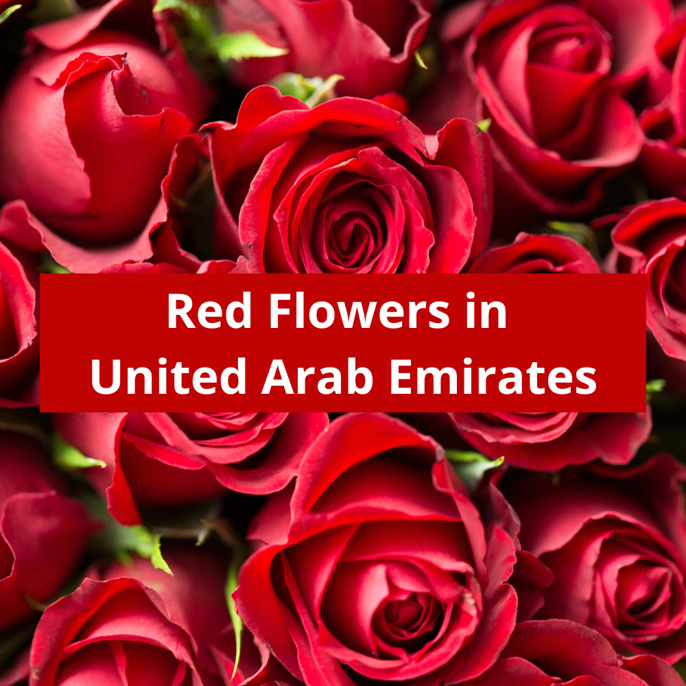 Red-Flowers-in-United-Arab-Emirates