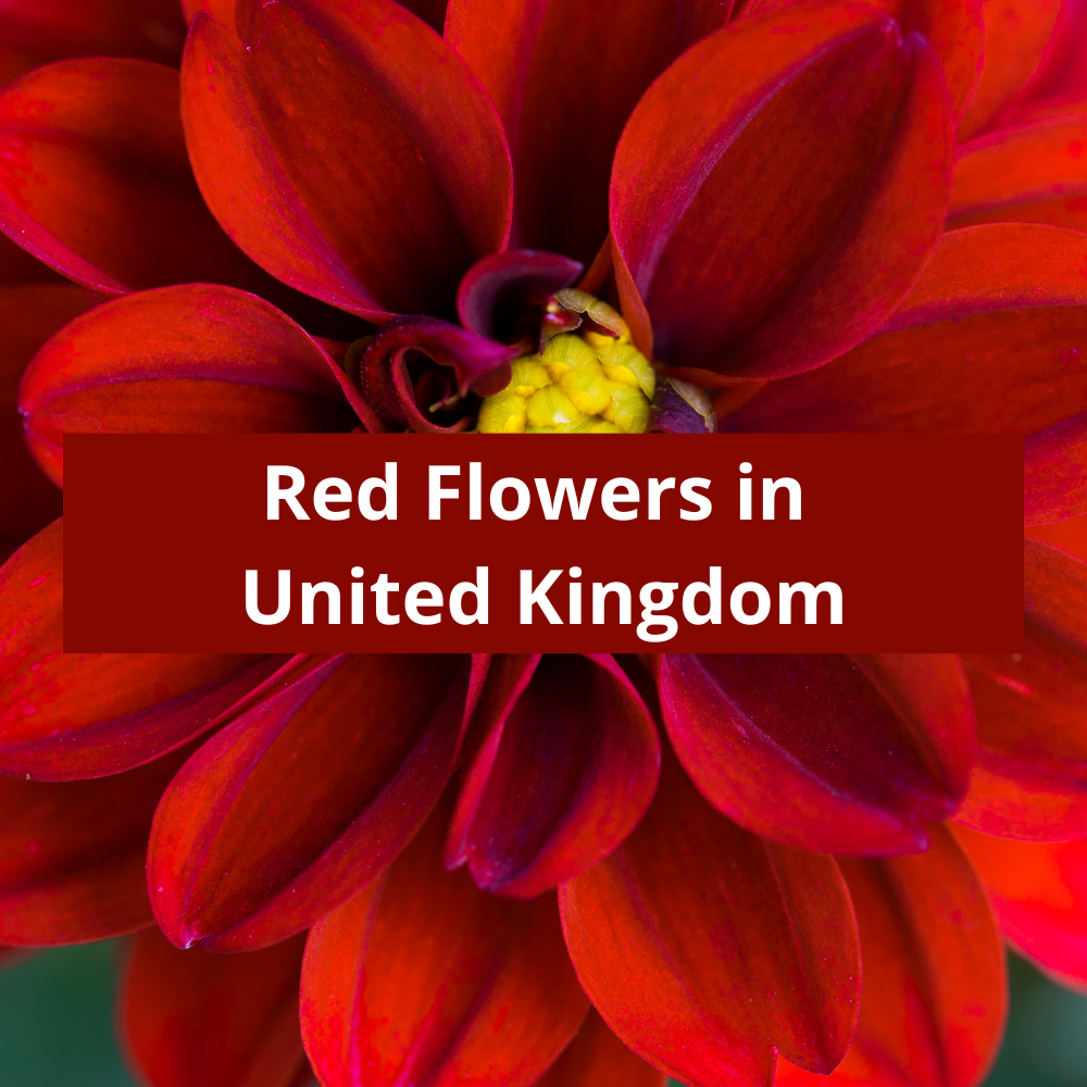 Red-Flowers-in-United-Kingdom