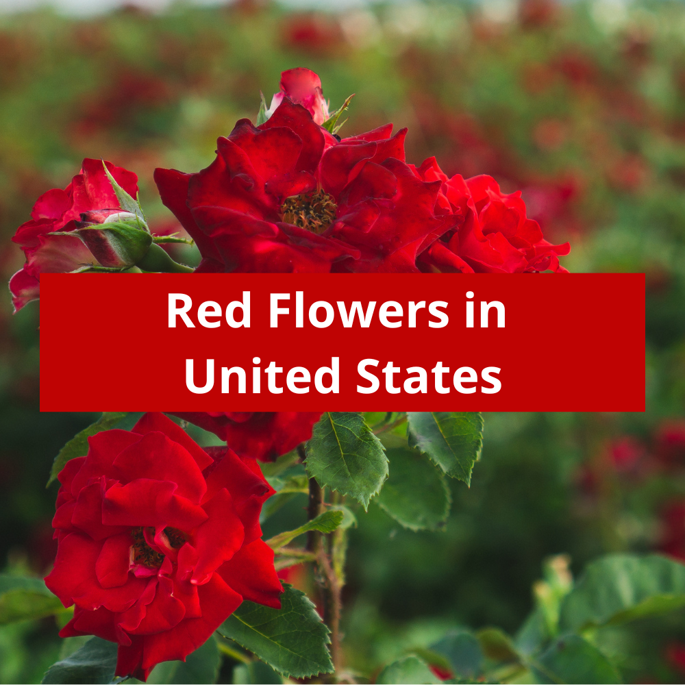 Red-Flowers-in-United-States
