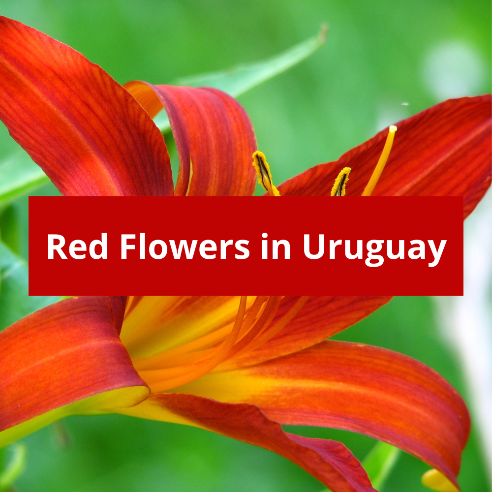 Red-Flowers-in-Uruguay