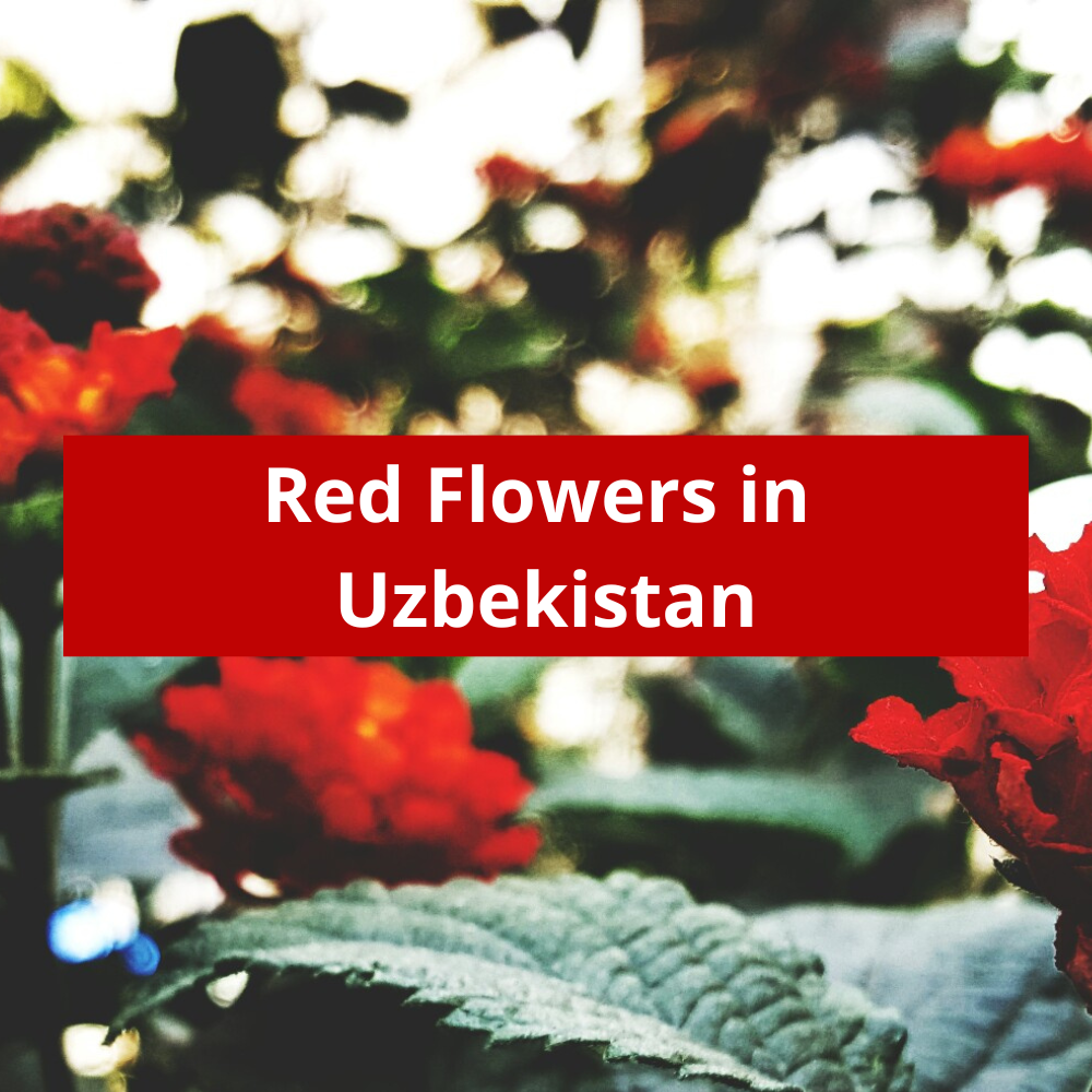 Red-Flowers-in-Uzbekistan