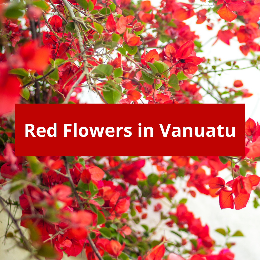 Red-Flowers-in-Vanuatu
