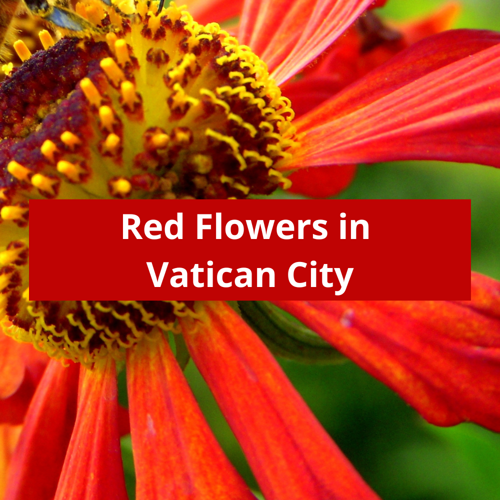 Red-Flowers-in-Vatican-City
