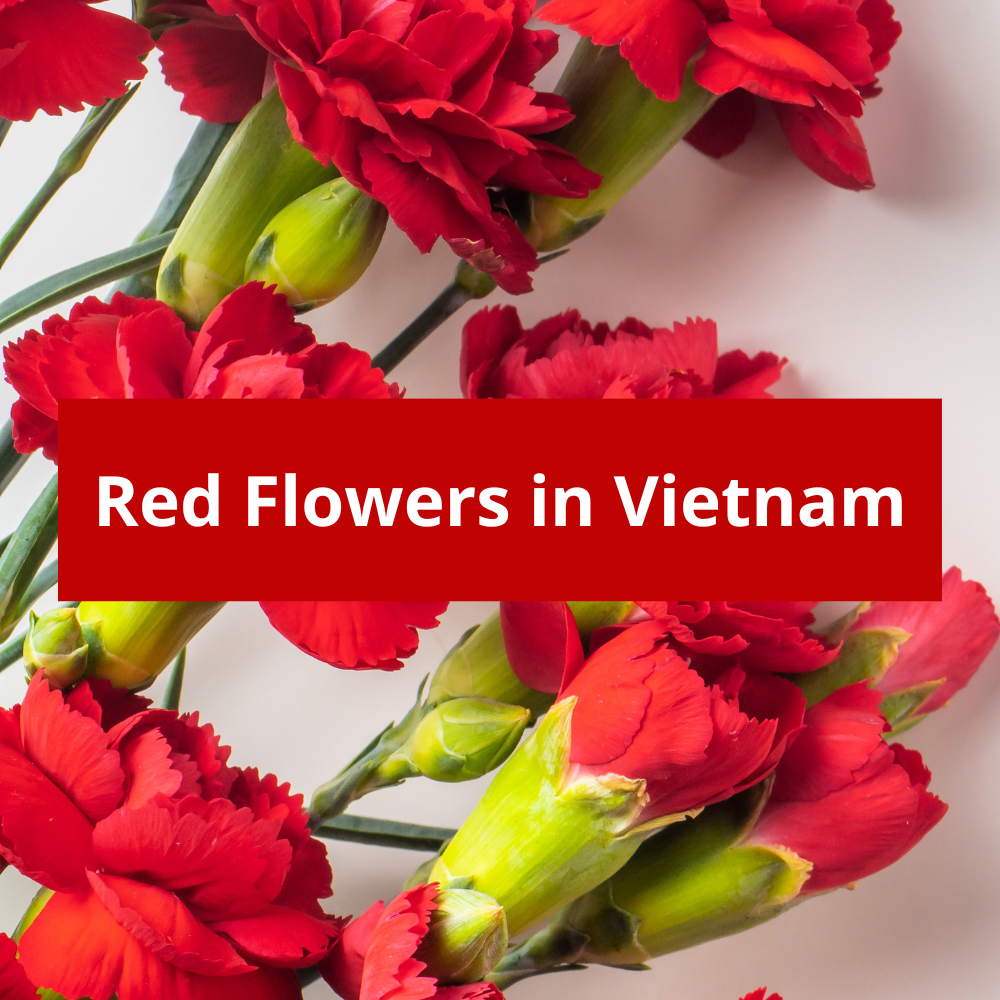 Red-Flowers-in-Vietnam