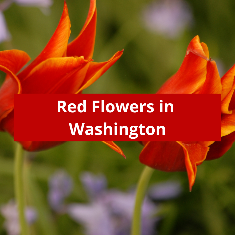 Red-Flowers-in-Washington