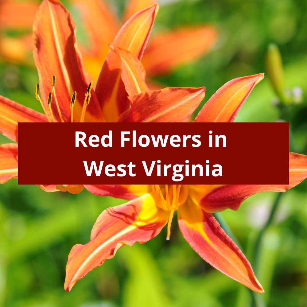 Red-Flowers-in-West-Virginia