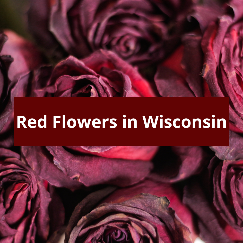 Red-Flowers-in-Wisconsin