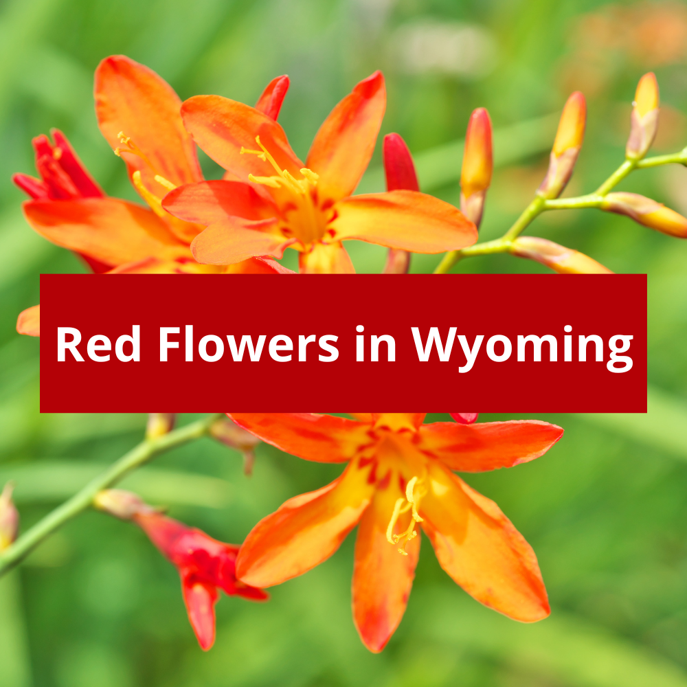 Red-Flowers-in-Wyoming