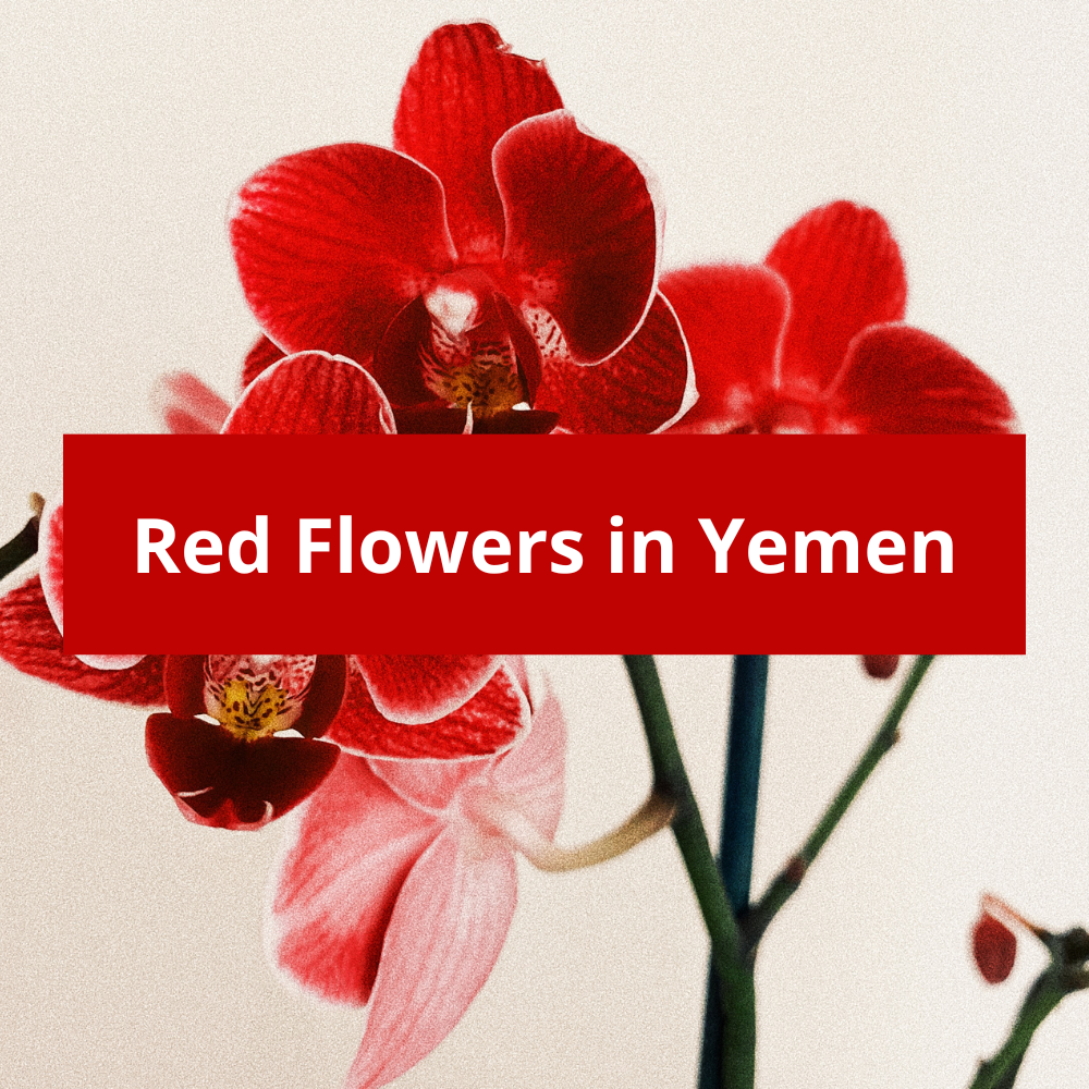 Red-Flowers-in-Yemen