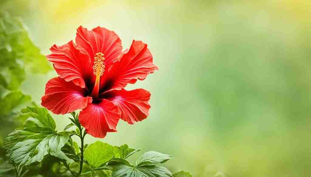 Red Hibiscus Red Hibiscus