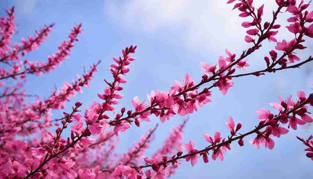 Benin flower species Benin flower species