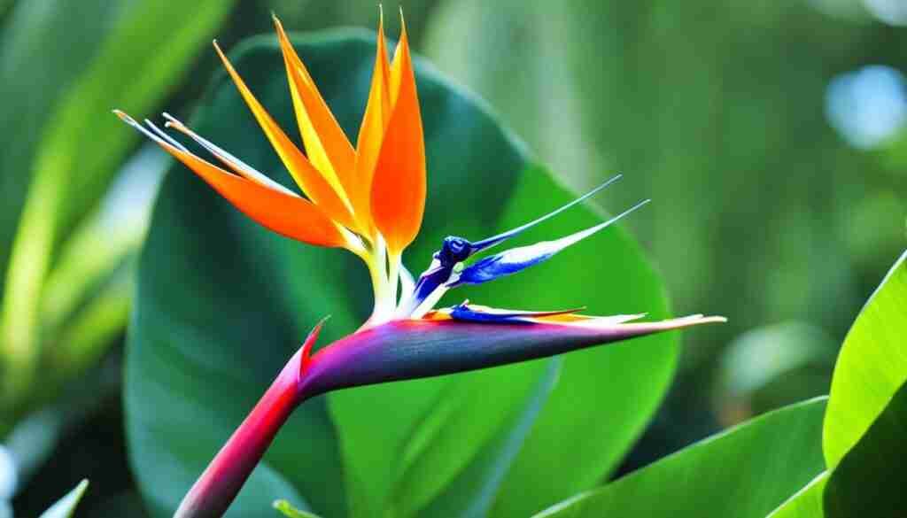 Bird of Paradise