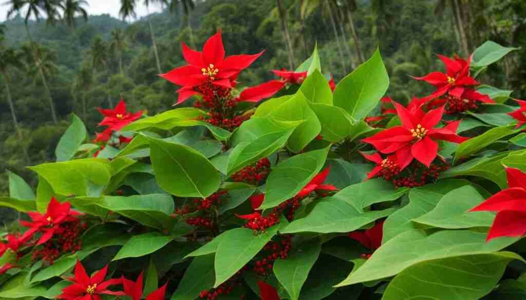 Chaconia or Wild Poinsettia