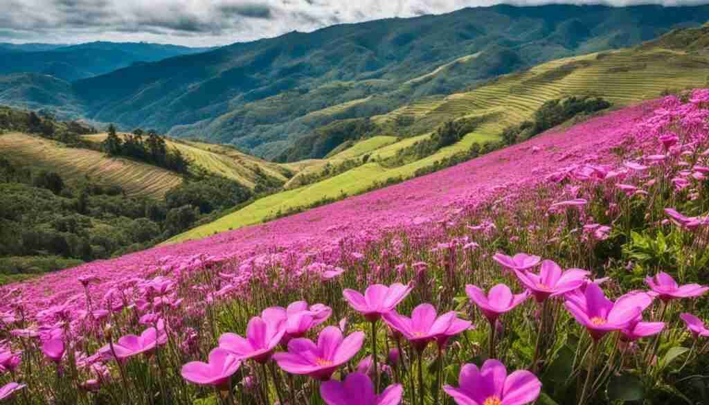 Colombian Pink Flowers