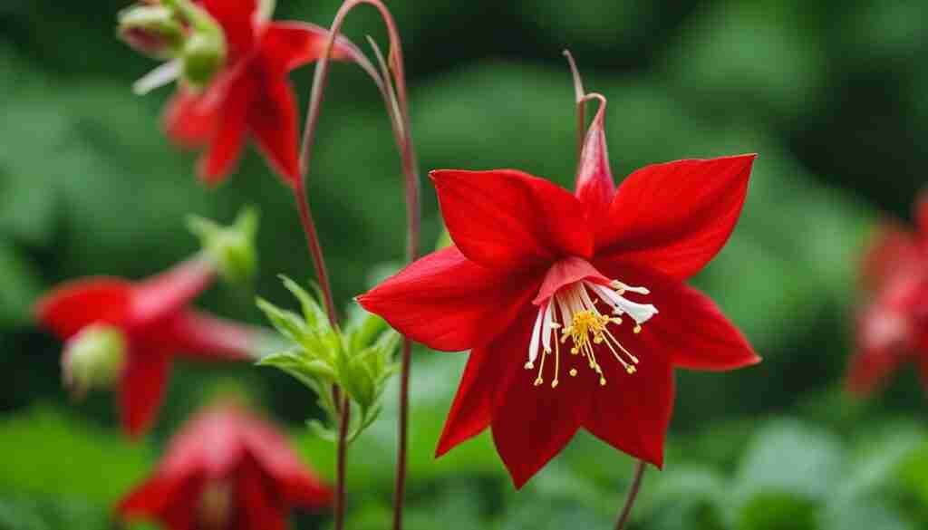 Columbine