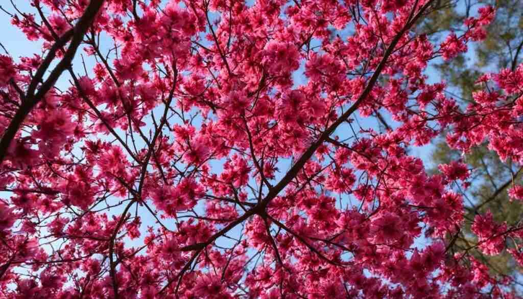 Fire Pink Scarlet Catchfly