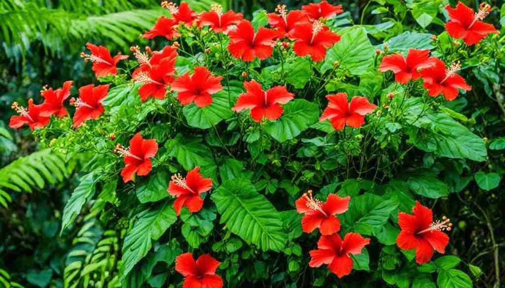 Hibiscus Schizopetalus