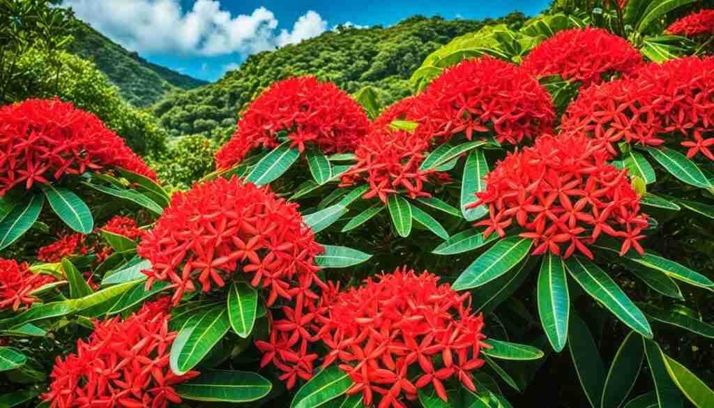 Ixora - Common Flowering Plant in Saint Lucia