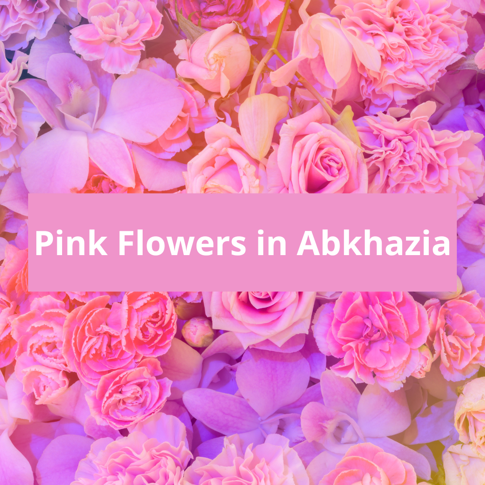 Pink-Flowers-in-Abkhazia